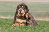 DOGUE DU TIBET 306